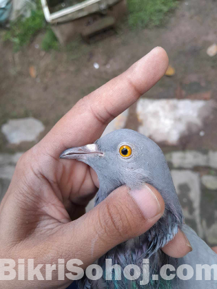 গিরিবাজ কবুতর মাদি